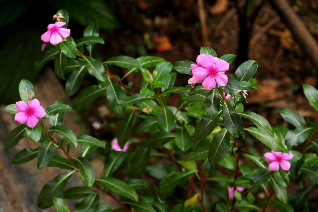 Sai Sneh Holidays Cottage Alibaug Exterior foto
